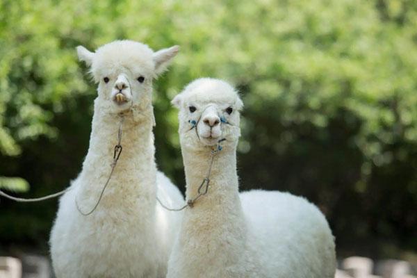 青島森林野生動物世界最新游玩攻略 附游玩項目及營業時間