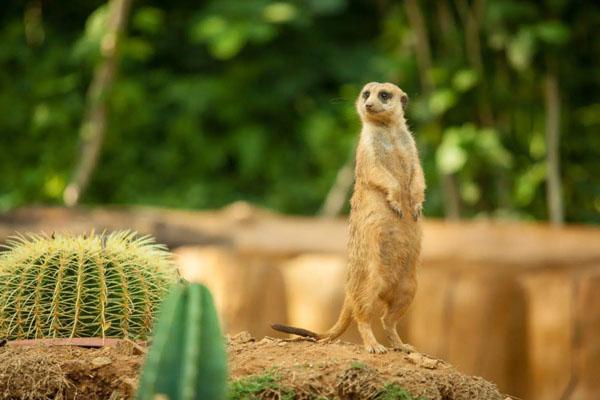 青島森林野生動物世界最新游玩攻略 附游玩項目及營業時間