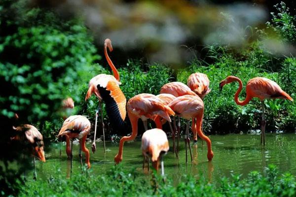 青島森林野生動物世界最新游玩攻略 附游玩項目及營業時間