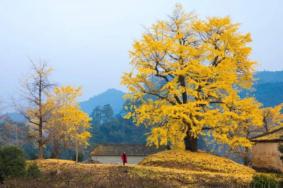 中国哪里的银杏树最美 国内银杏最美的地方是哪里