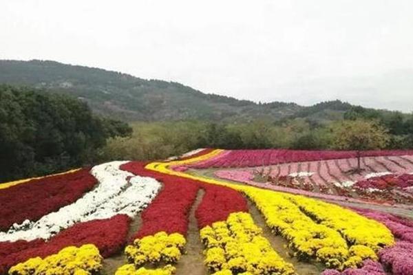 西长花海景区菊花艺术节10月15日开启