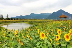 杭州銅鑒湖公園秋季看什么花