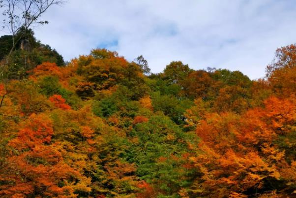 光霧山觀賞紅葉最佳游覽路線