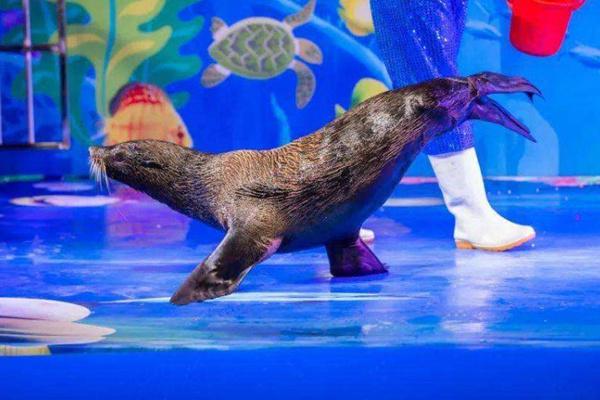 太平洋海底世界海狮表演门票多少钱 附表演时间