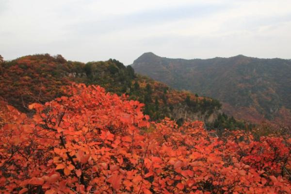 石家庄看红叶哪里最好