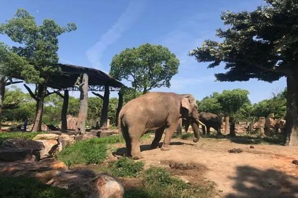 北京動物園游玩攻略2024