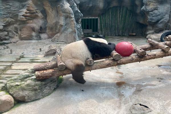 北京動物園60歲以上老人免費嗎