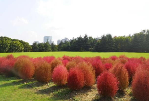 上海紅葉地膚觀賞地在哪里