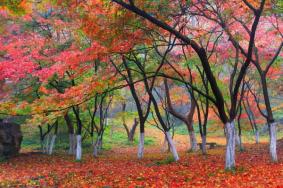 南京秋天看红枫叶的地方有哪些