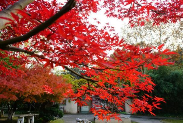 南京秋天看红枫叶的地方有哪些