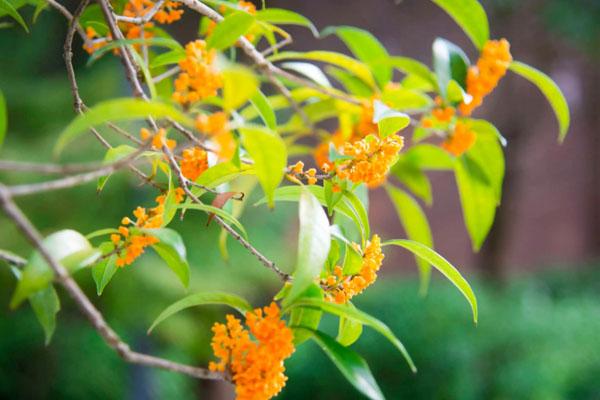 長沙賞桂花的地方 這15個賞桂好去處不容錯過