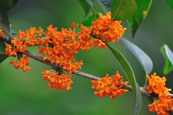 長沙賞桂花的地方 這15個賞桂好去處不容錯過