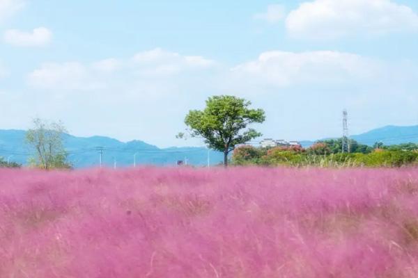 無錫粉黛花海在哪里乘幾路公交車