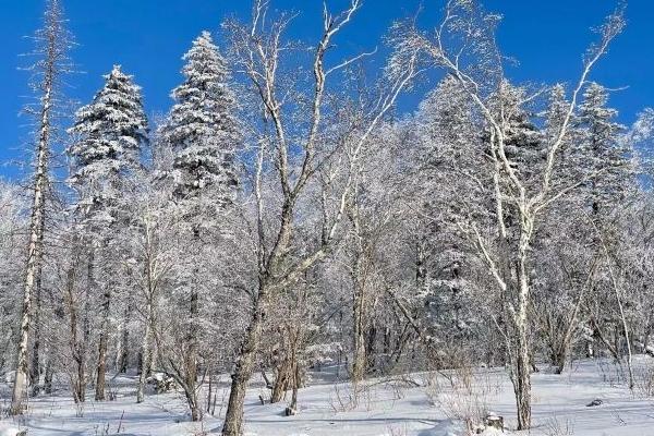 2022雪乡国家森林公园旅游攻略 - 地址 - 门票 - 最佳时间 - 天气 - 交通