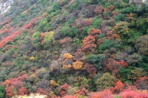 崛圍山紅葉什么時候看最好