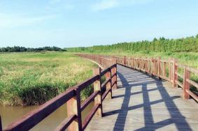 东滩湿地公园开放了吗