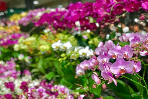 昆明斗南花卉市场在哪里 附具体地址及交通指南