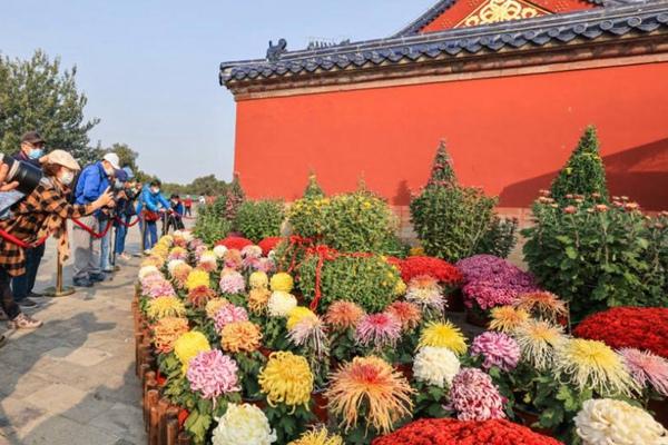 2022北京天坛菊花展持续到什么时候