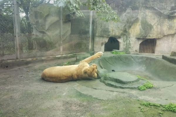 重慶動物園今天開放了嗎