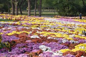 2022北京国家植物园菊花展门票价格及优惠政策 附开放时间