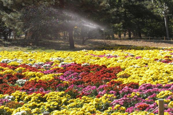 2022北京国家植物园菊花展门票价格及优惠政策 附开放时间