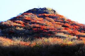 10月28日起北京药王谷风景区恢复开放