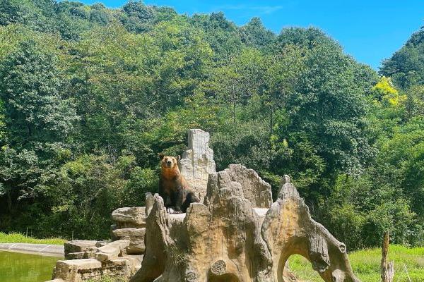 2023杭州野生動物世界一日游攻略