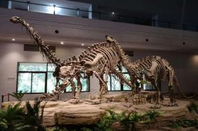 自贡恐龙博物馆展品及介绍