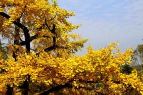 深圳秋天看红叶和银杏的地方有哪些
