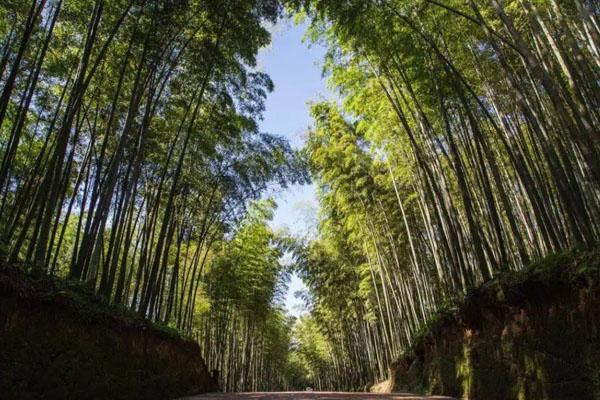 蜀南竹海必去七個景點