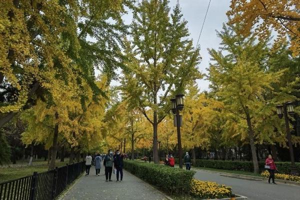 北京地坛公园观赏银杏最佳路线