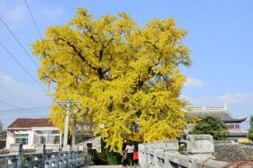 2022苏州太平禅寺银杏树什么时候黄