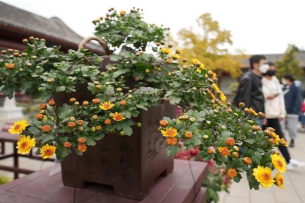 北京菊花展在哪個公園2022 北京菊花展展區地址