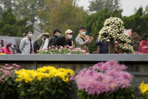 北京菊花展正在哪个公园2022 北京菊花展展区天面