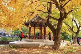 北京看银杏树什么地方最美