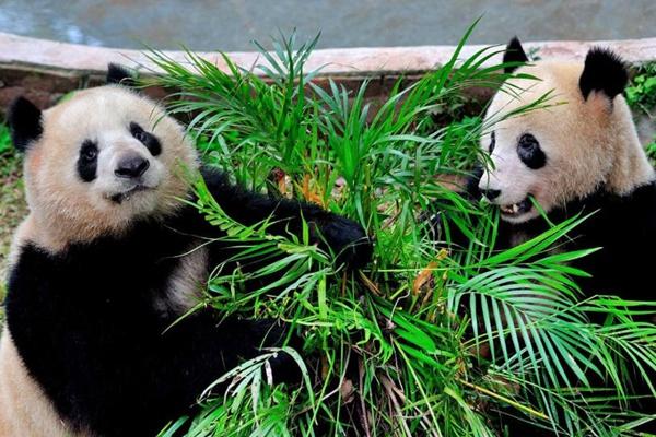 广州动物园值得去吗