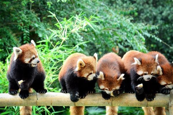 广州动物园值得去吗