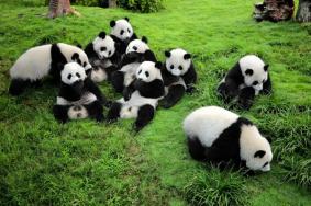 2024成都大熊猫繁育研究基地门票免票及优惠政策