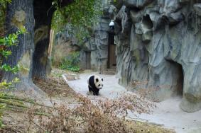 成都大熊猫繁育基地观光车乘坐攻略