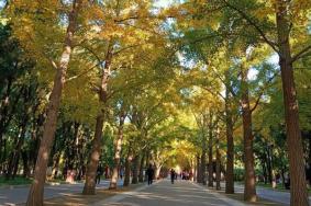 北京市區內看紅葉最佳地點