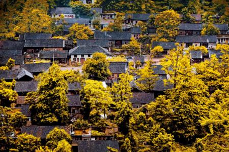 妥乐古银杏风景区游玩攻略-门票价格-景点信息