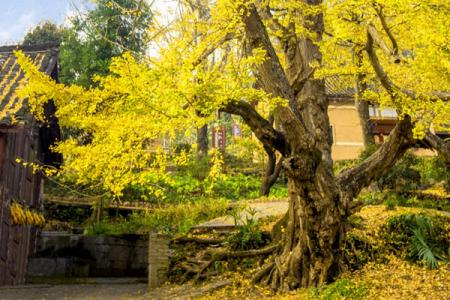 妥乐古银杏风景区游玩攻略-门票价格-景点信息