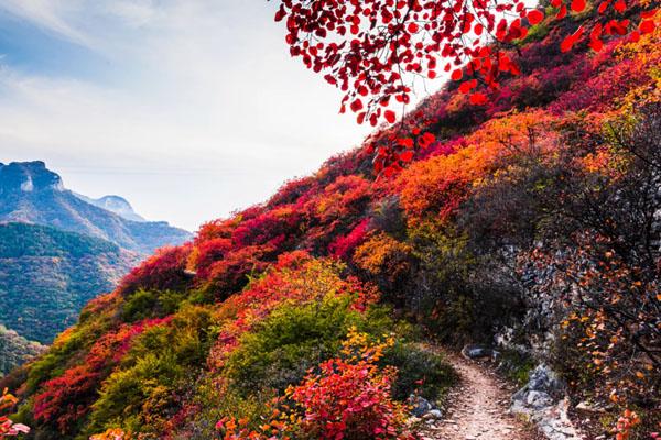 天津附近紅葉觀賞最佳地點匯總