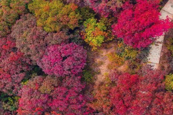 2022淄博賞紅葉十大絕佳去處 