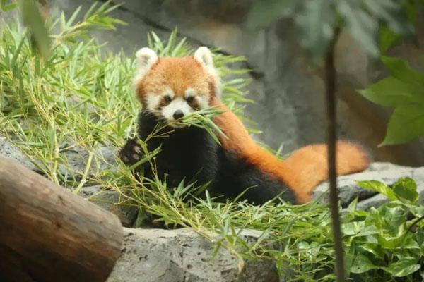 南京红山森林动物园有哪些动物馆