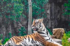 2022南京红山森林动物园免费开放日
