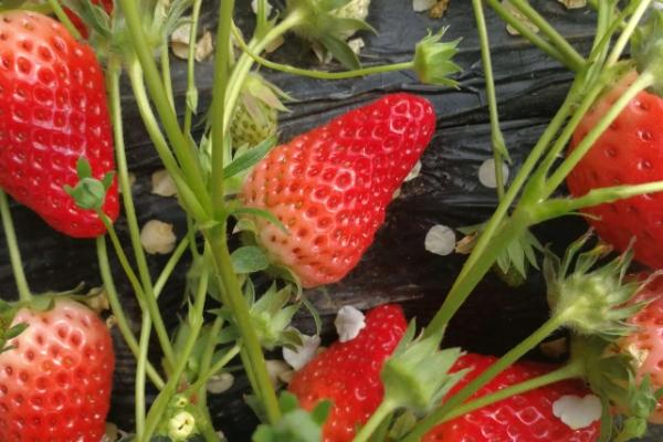 昆明周边摘草莓的地方有哪些