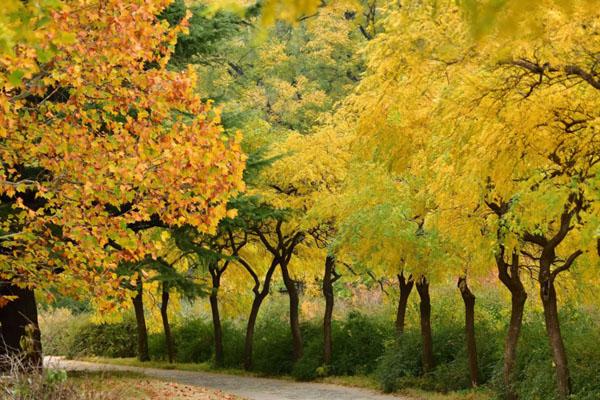 北京秋天哪个公园最美 最新绝美赏秋地点