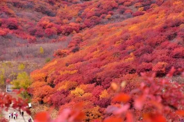 盘山红叶节门票多少钱2022