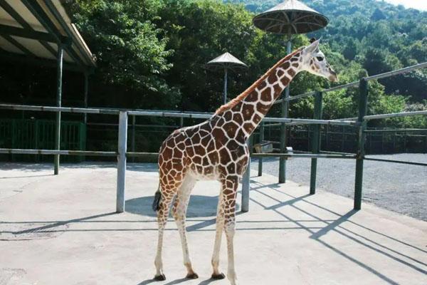 無錫動物園門票多少錢一張2024